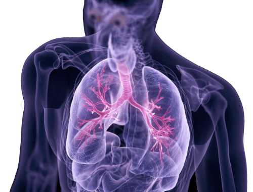 Diagram of lung area