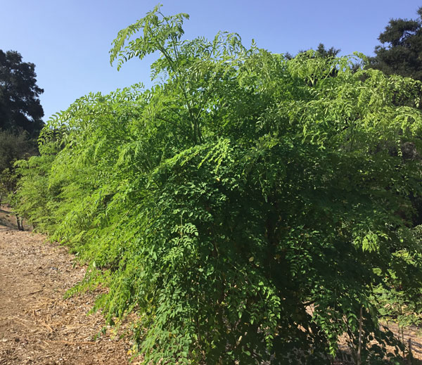Row of young Moringa Trees